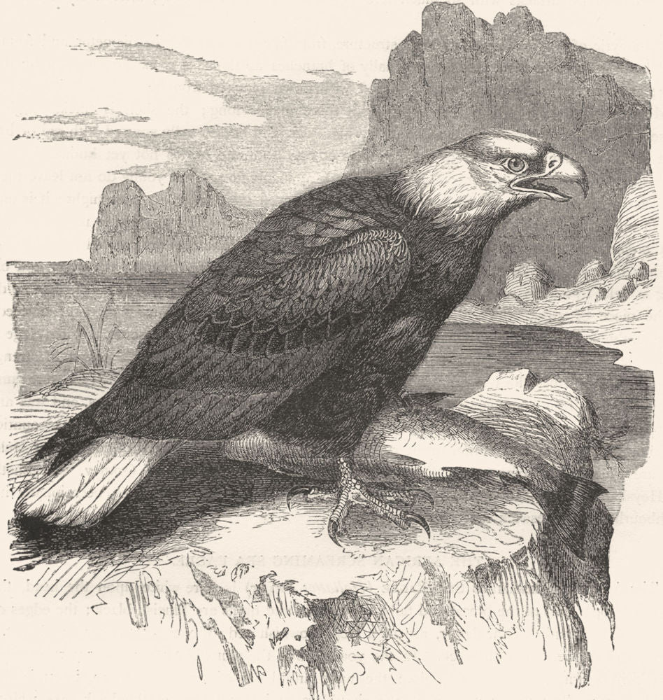 BIRDS. Raptorial. Eagle. White-headed Sea c1870 old antique print picture